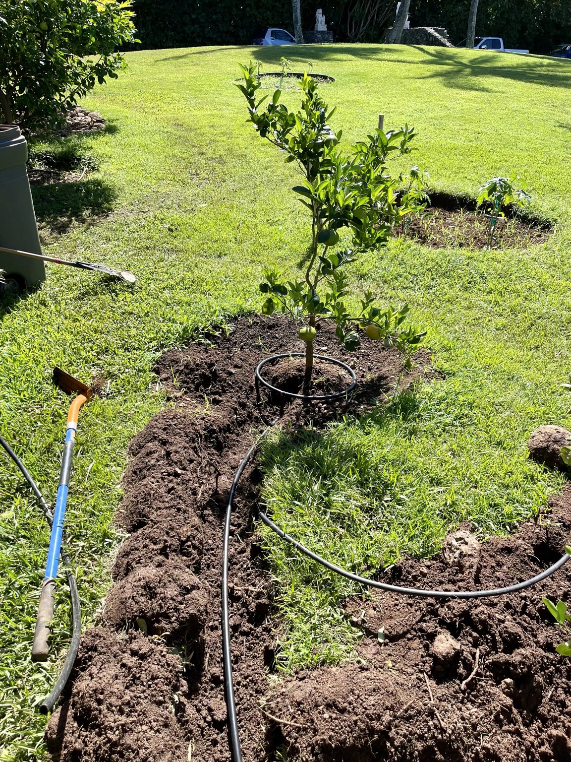 Newly planted lemon tree with fresh drip ring and trench line