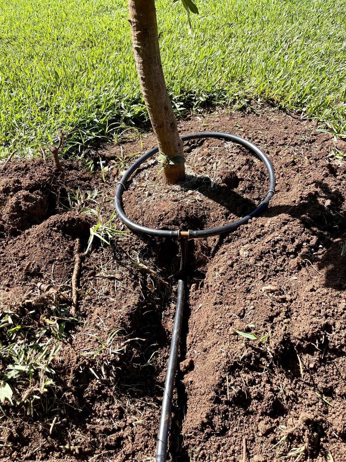 Drip irrigation ring around a young fruit tree