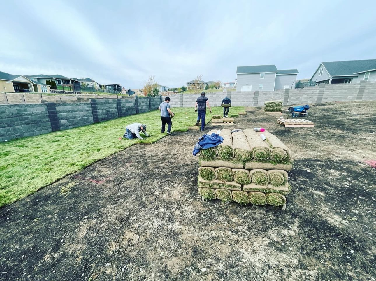 Sprinkler Plus crew laying fresh rolls of sod across a large Richland backyard