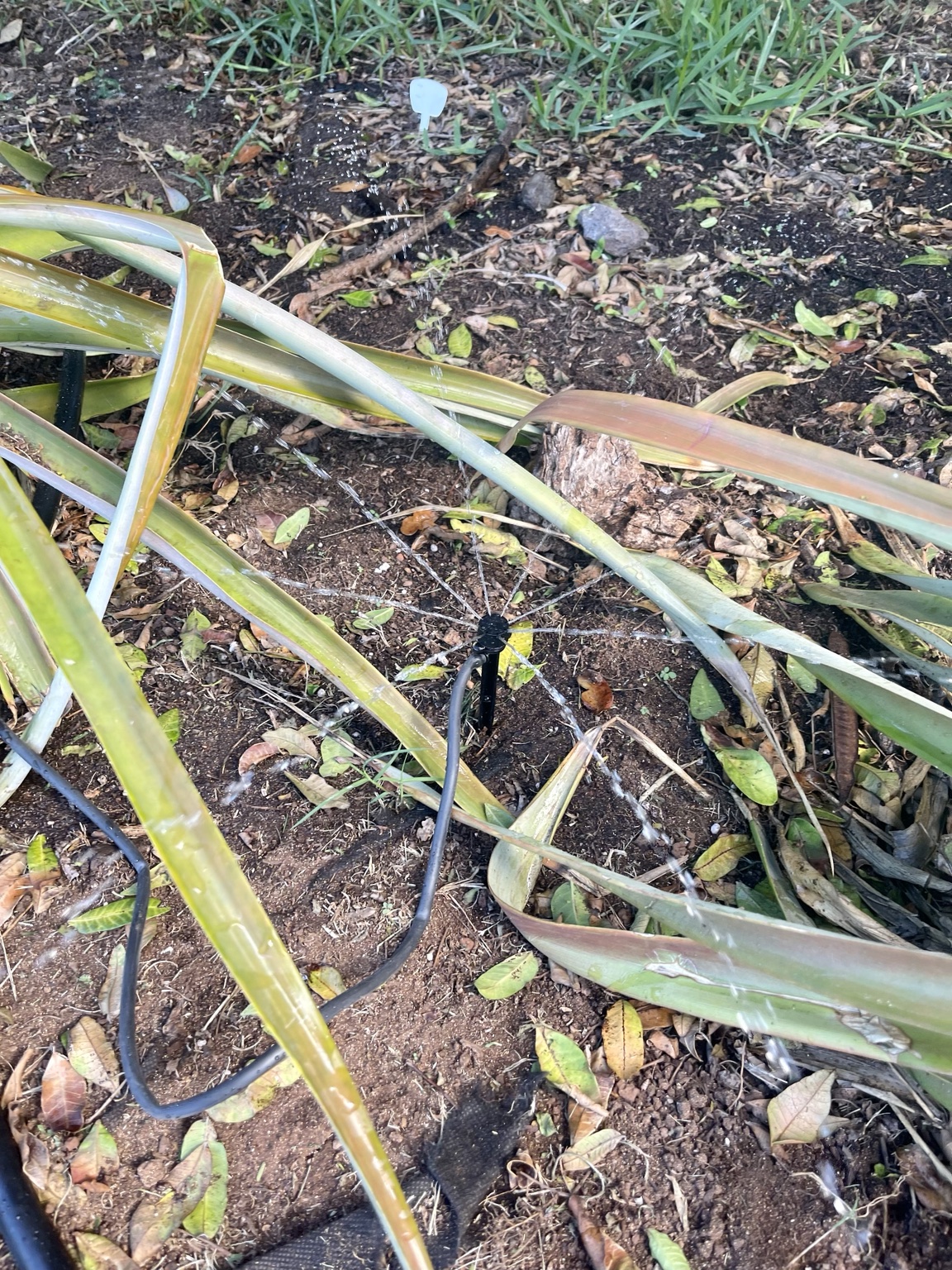 Micro sprinkler spraying inside a landscape bed