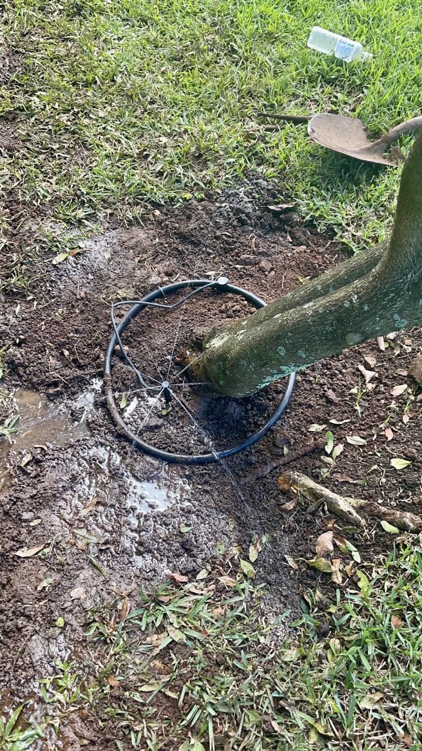 Drip ring watering the base of an established shade tree